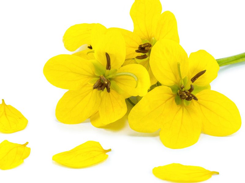 Tanners Cassia