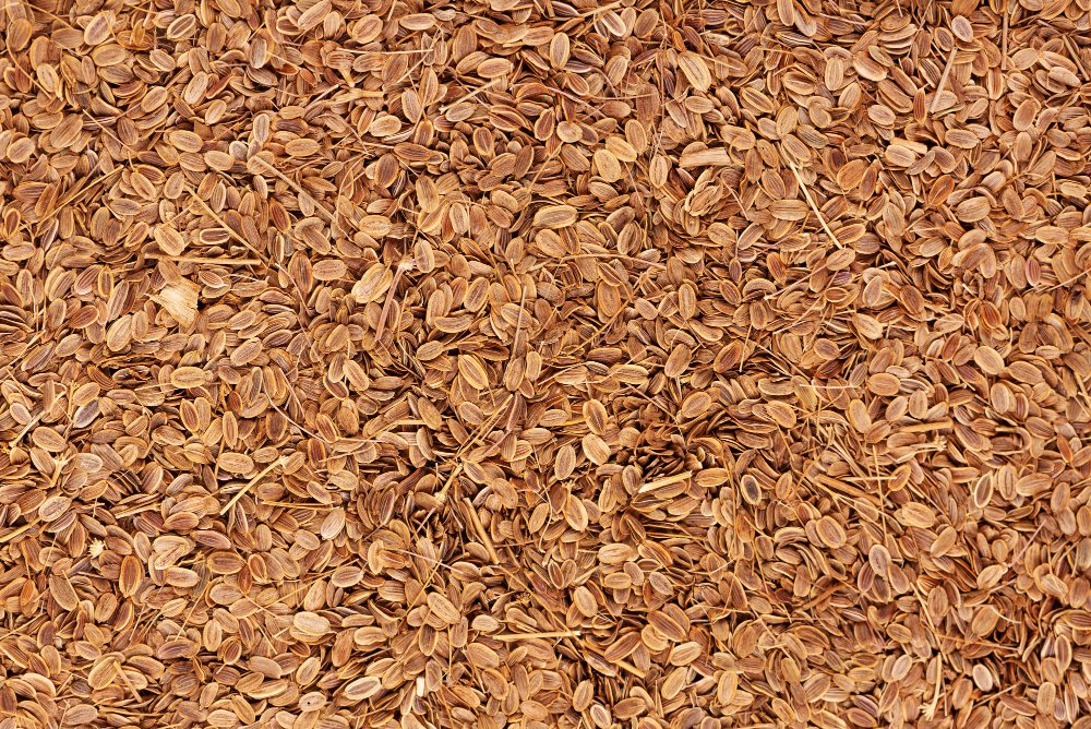 Dill Seeds (Sadhakuppai)